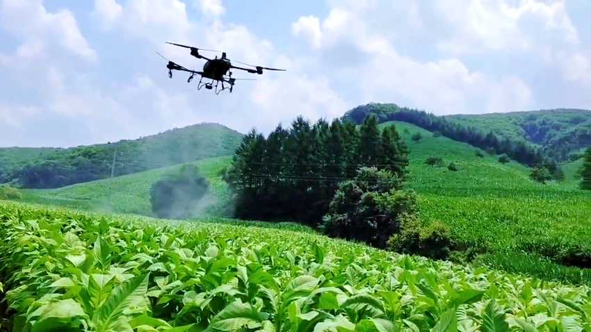 辽宁铁岭：无人机植保助力烟区高效防控