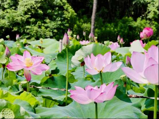 “荷”处有生机 湖北汉川烟草助力莲蓬产业“破茧成蝶”