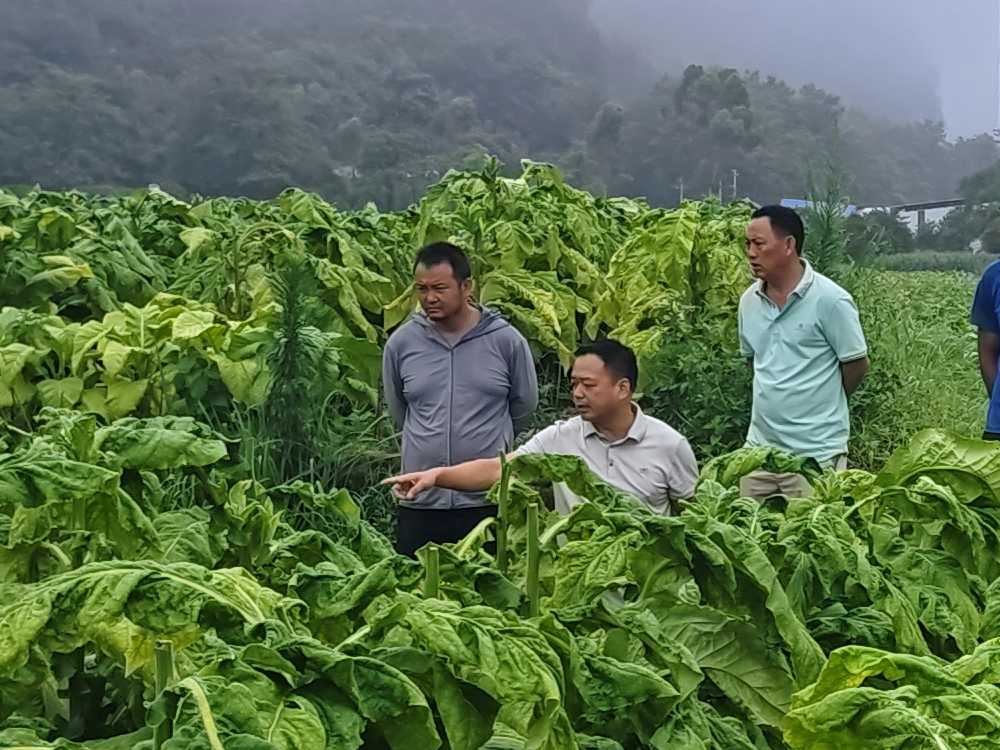 广西南丹：撑起烟叶生产“减损增收伞”